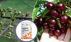Когда и чем подкормить вишню весной для получения хорошего урожая