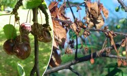 Признаки заражения вишни монилиозом, как лечить дерево от заболевания