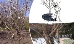 Правила ухода за вишней весной: обрезка, подкормка, борьба с вредителями